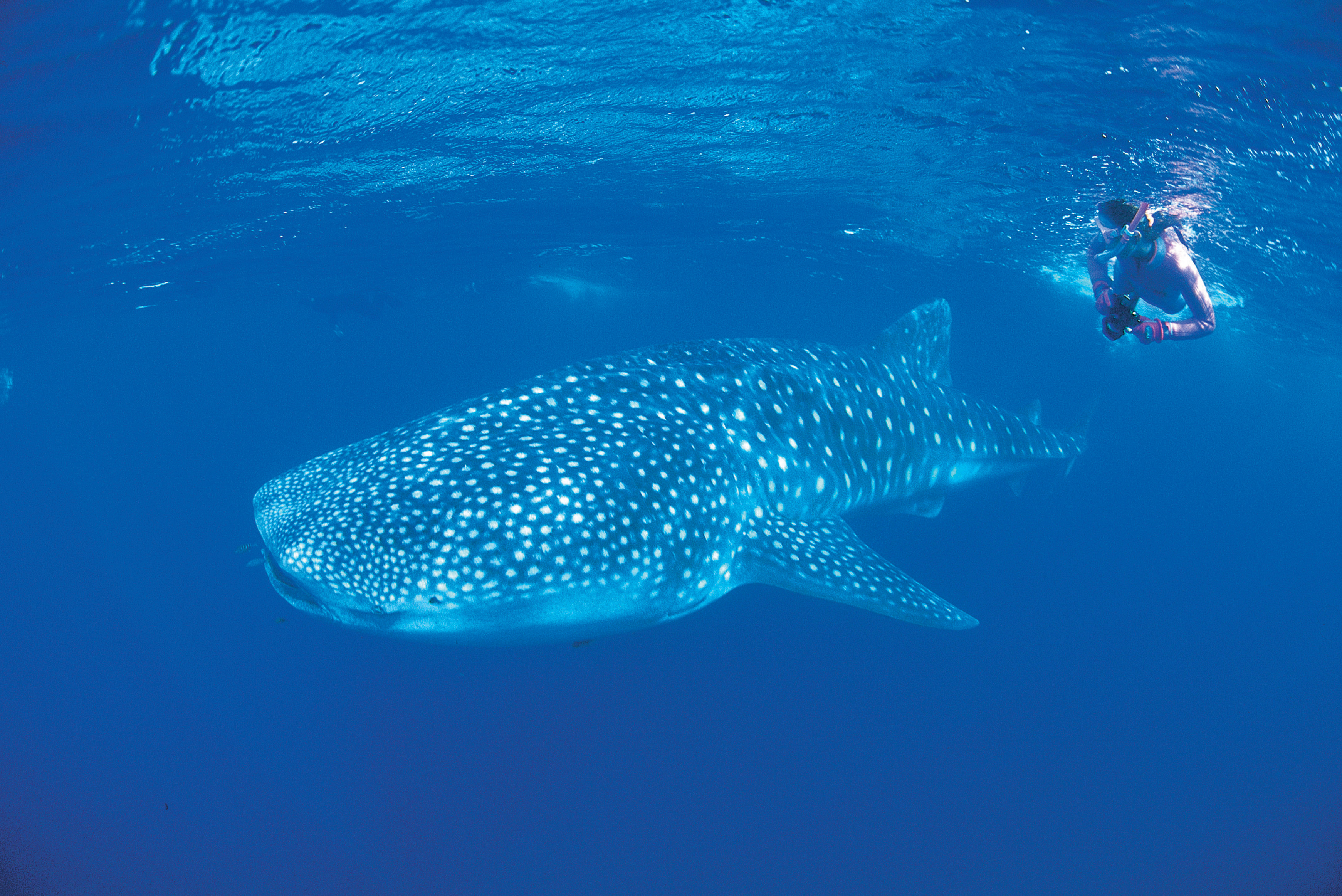 Snorkelling et nage avec les requins-baleines sur le Ningaloo Reef