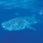 Snorkelling et nage avec les requins-baleines sur le Ningaloo Reef_1