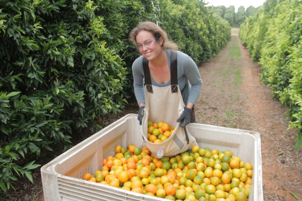 Fruit picking job nsw australia